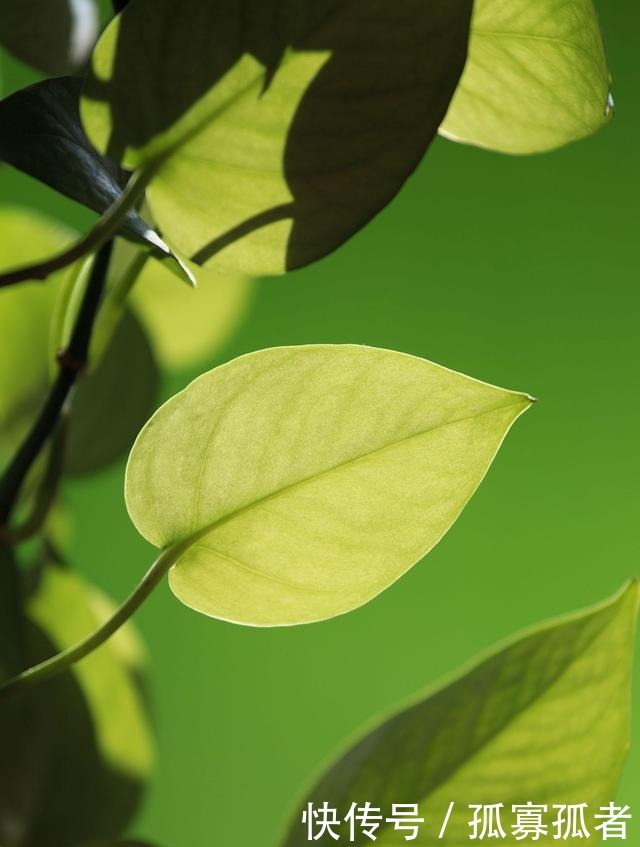 客厅2种花，别养成“巨无霸”，我家的已经处理了！