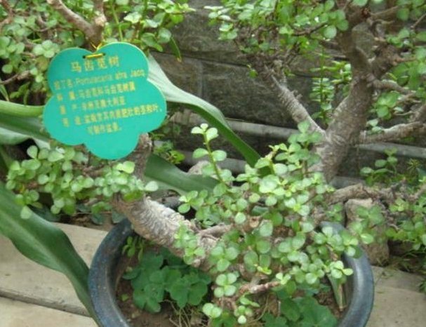 给“马齿苋树”这样“剪几刀”,全株“木质”,根茎强如“钢”