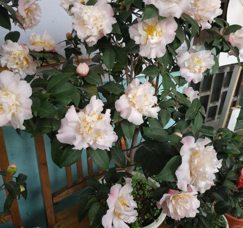 茶花|夏天养茶花,3件“要紧事”,花芽才接着长,憋出“一树”花骨朵