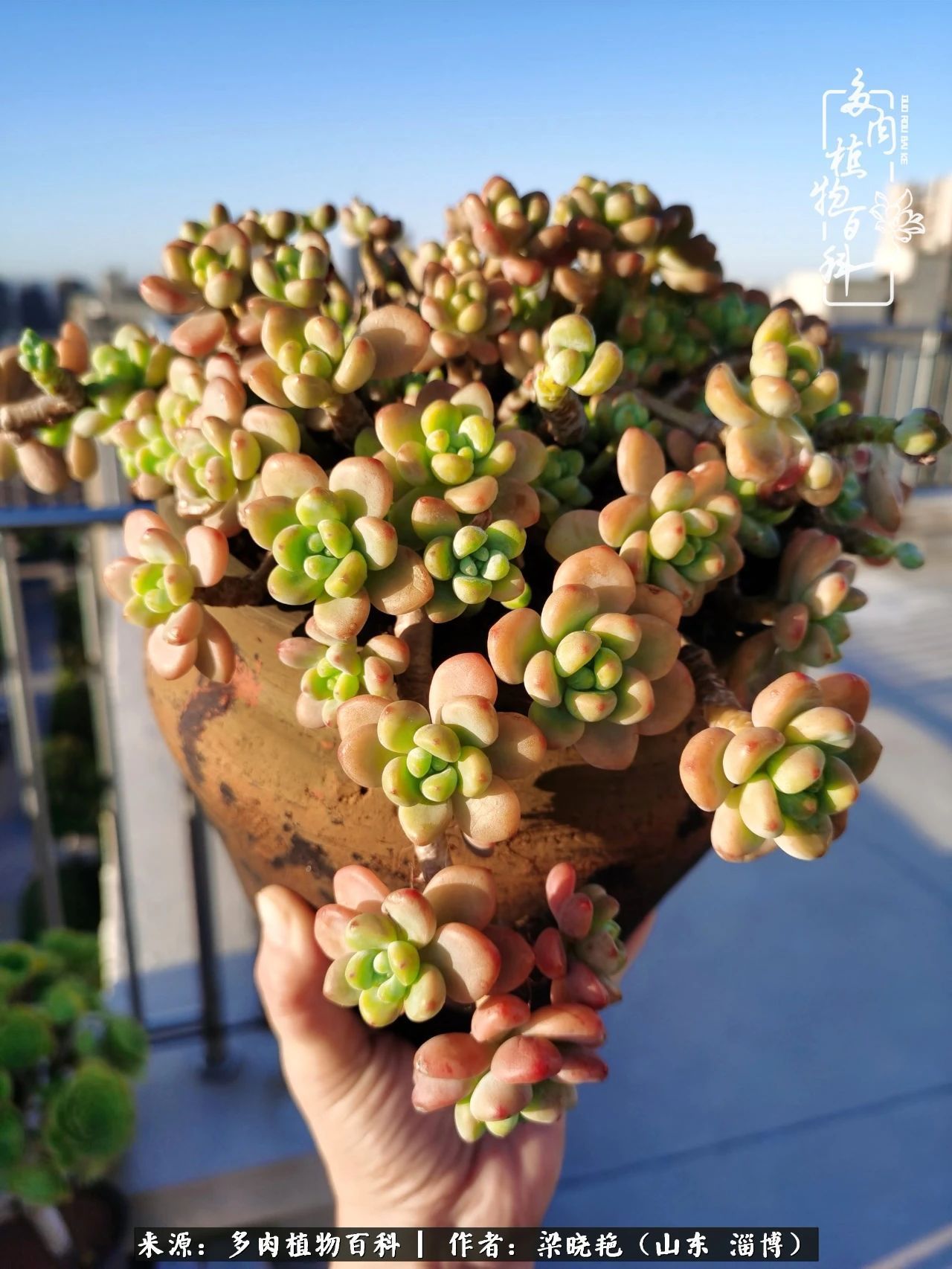 多肉植物|暑往秋来，夏天成了故事，迎来多肉最美的季节！