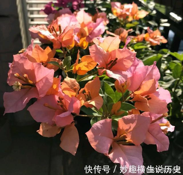 三角梅|45种三角梅品种,红、橙、黄、绿、白、紫,每一种都很好看!