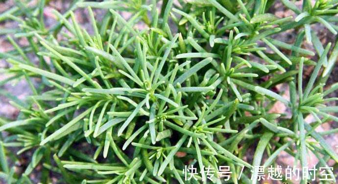 农村|30年前农村泛滥的野菜，大家都抢着吃，如今却很少能吃到