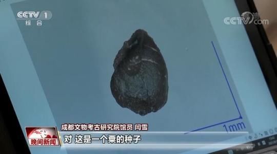 古蜀@三星堆再度“上新” 出土文物勾勒三星堆人的“烟火人生”