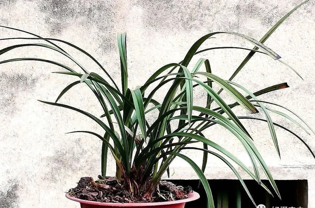 蕙兰|春兰、蕙兰这样种植，4年不翻盆，也从没发现烂根