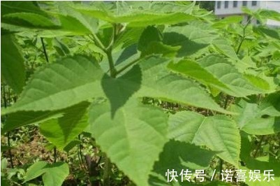 农村|农村以下几种野菜,能清热降火、明目利尿、抗衰老,早知早受益
