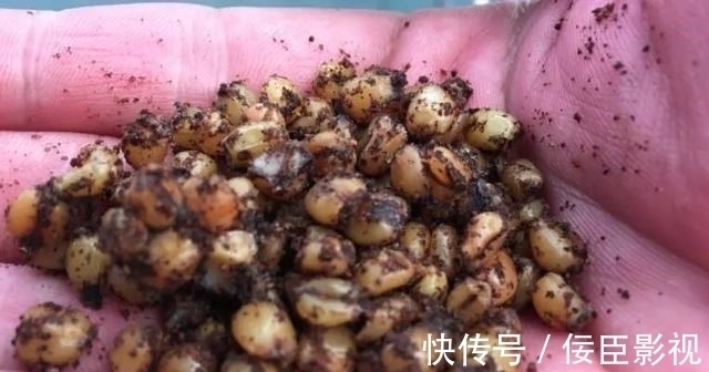 钓位|野河钓不到半斤以上的鲫鱼?不是水里没鱼,可能是鱼太多了!