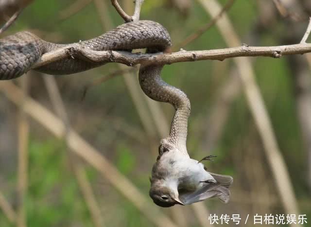 生活|我国两座天差地别的蛇岛，一个无人问津，另一个却为旅游胜地