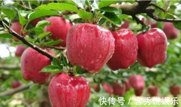 女人|早上空腹食用一个苹果,有此3大好处!女人多吃,女性的福音