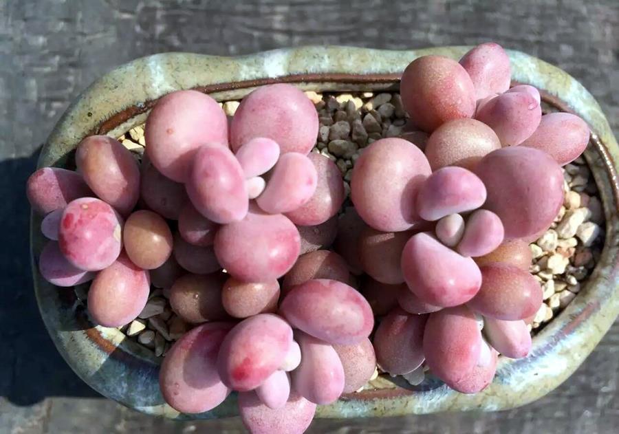 这四种多肉,外观差不多,你分得清吗?