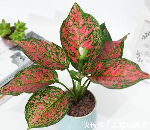 栽植|花叶如意的栽植和养护方法，你学会了吗