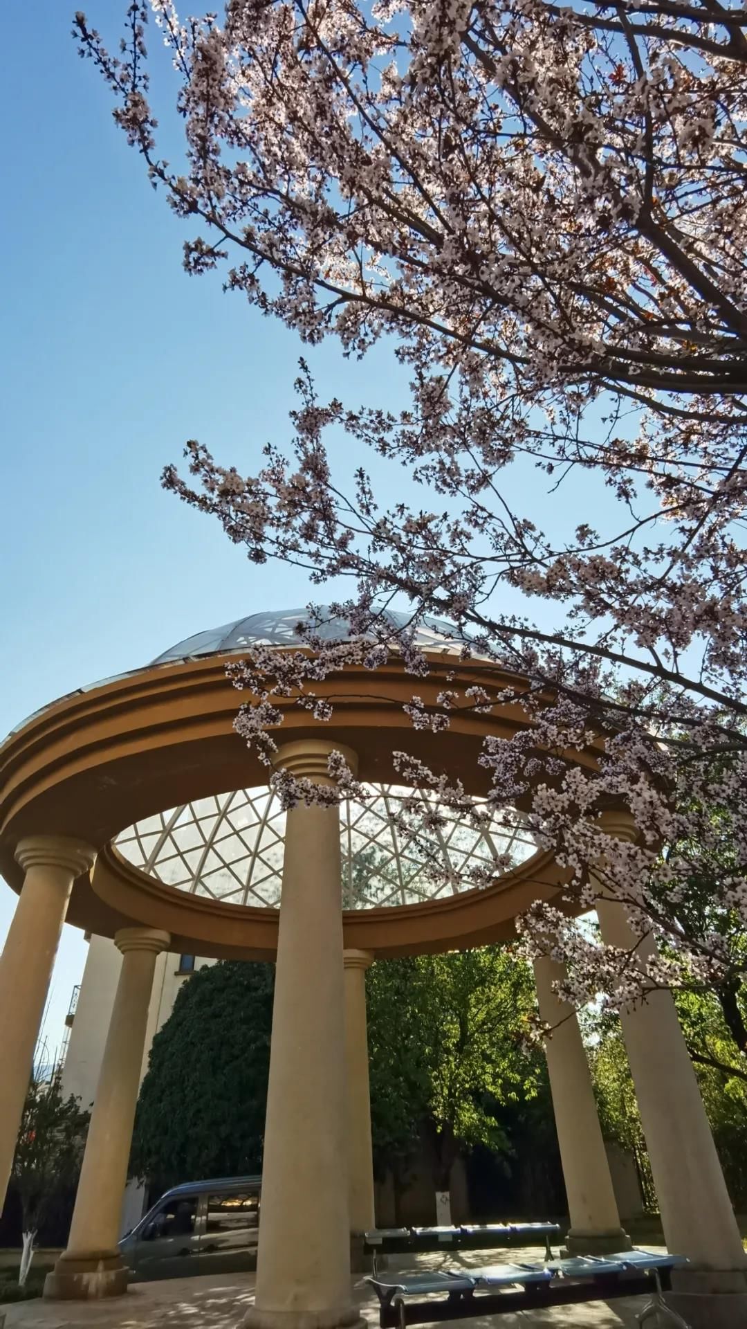 太平新城赏花地图新鲜来袭，一起看这“花花世界”