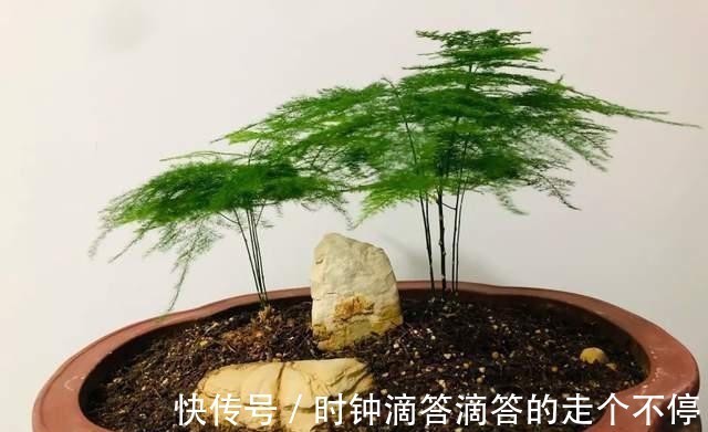 养花|发酵淘米水臭气熏天，里面加点小东西，发酵快没异味，养花真棒
