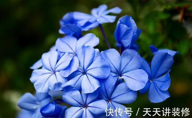 扦插|趁热快进行扦插,以下花扦插正当时,养护到位,生根发芽没问题