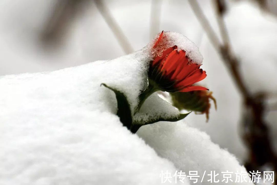 云赏雪|昌平初雪美景回放！雪缀红叶、红墙白雪…这也太美了吧