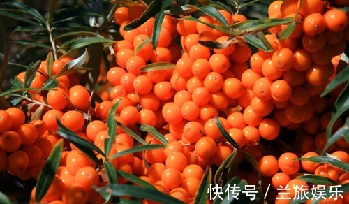 低血压|农民叫此野果为“救命果”,吃一点降低血压,防心脏病,可以试试