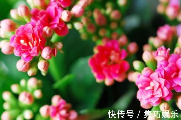 什么淘米水、茶叶水,都不如常被你嫌弃的它,养啥都爆盆