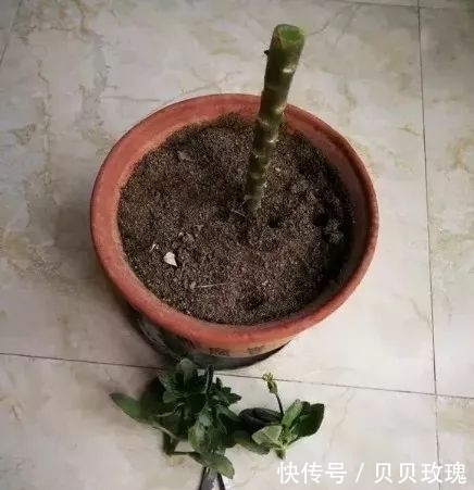 长寿花不好养,这样嫁接,以后不烂根,不黑腐,花开多爆盆