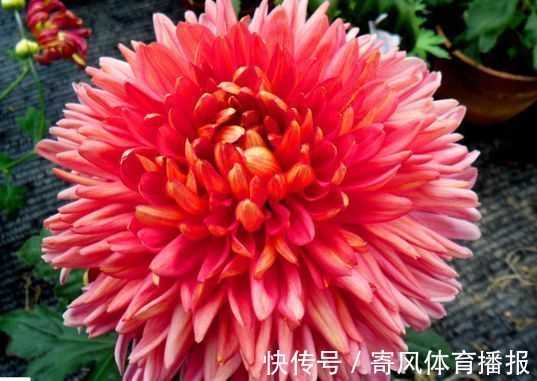 喜欢牡丹,不如养“罕见菊花”灯光荷,红光四溢,群芳争艳!