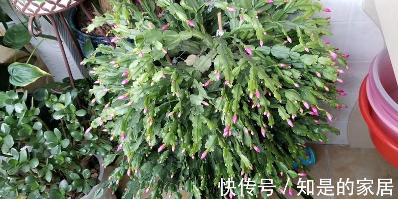 光照|秋天养蟹爪兰,解决好这4件事,茎叶长得茂盛,开花格外漂亮