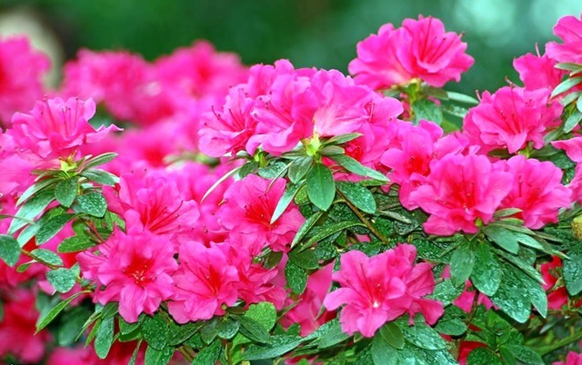 我国最顶尖的盆栽,花开180天,比桂花都香十倍,不仅耐看更好养