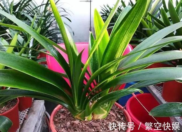 营养成分|家庭养花别靠买、买、买,将黄豆制成肥,让盆栽叶片绿得冒油