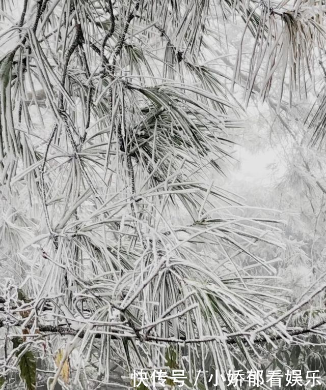 贵州|快看！贵州黔东南雷公山上处处银装素裹，风景美翻了……