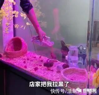 山东一女子网购鱼缸漏水,改养“芦丁鸡”火了!网友:换个思路办事儿