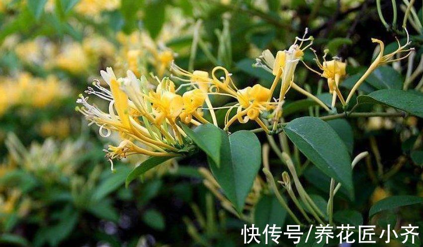 7种“爬藤花”，花园必须种一棵，1年爬满墙，开成花瀑布