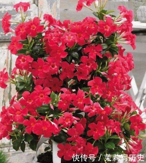 几种漂亮花,好打理,易爆盆,招财又开运,颜值超高的