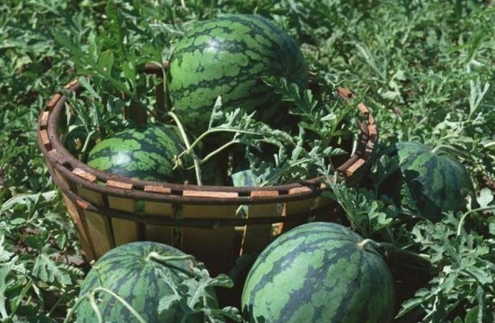 健康|冬天到了,3种食物赶快丢掉,别影响全家健康,早知早受益