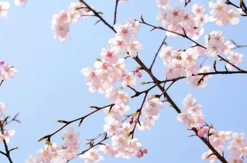 “史上最早”樱花季来了?梅花表示不爽:我还没红够呢