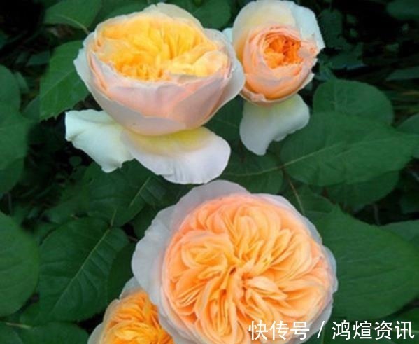 盘点10款经典的月季花,皮实好养颜值高,总有一款适合你