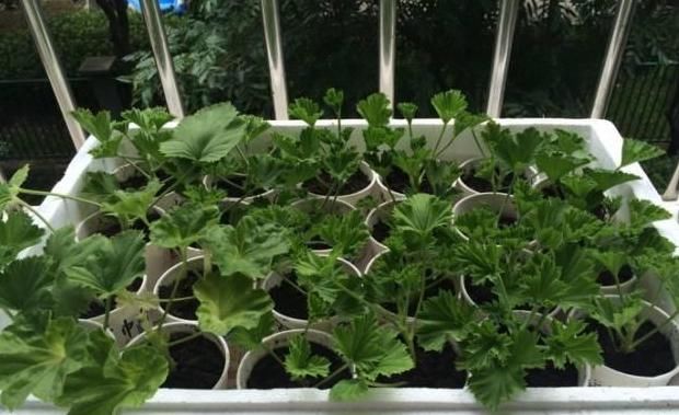  不用|天竺葵不用买，折一段枝就能开成花球！