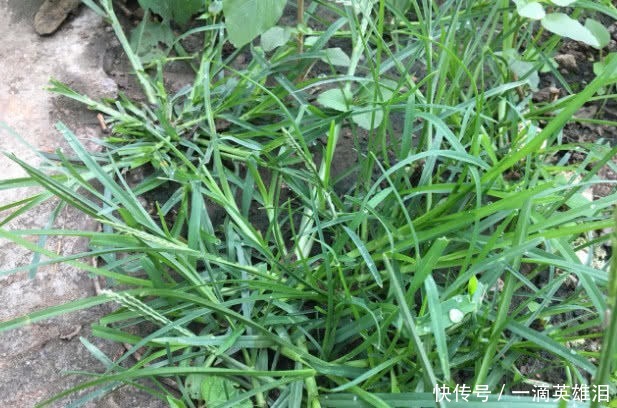 有兩種野草在農村隨處可見，總是被視而不見，卻是很珍貴的藥材