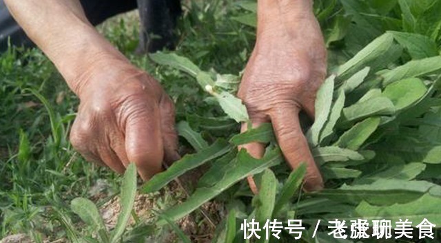 野菜|需要时请少挖一点，不需要时，也请你别随意铲除，因为价值高