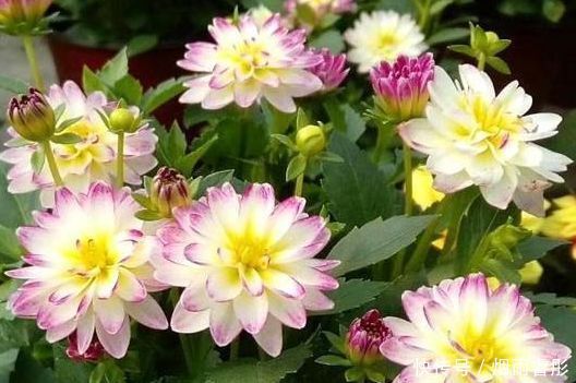 5种花是花中劳模,一年四季开花不断,入手不会亏