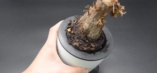 分心木|核桃壳别再丢掉了，留在家里特别实用，一年能省几百元，长见识了