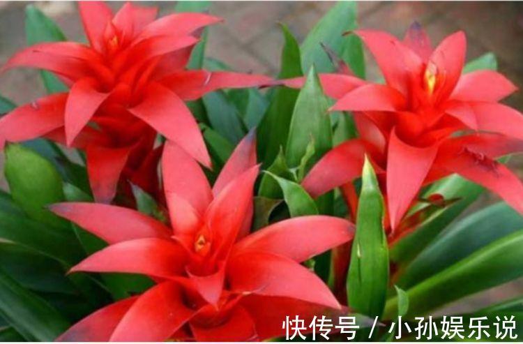 此款花卉便宜又好养，丢到阳台，四季有花开，美爆了