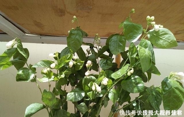 小花|养茉莉这几招技巧不能少，安全过夏，枝头满是花苞