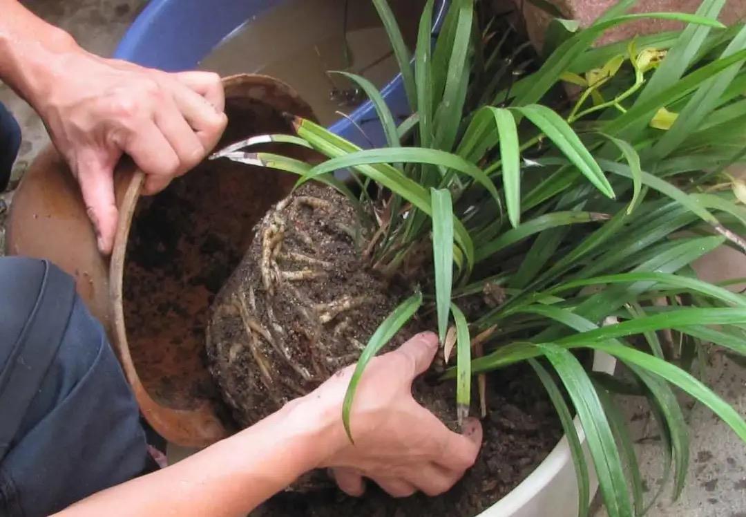 养兰花不能乱浇水,不然烂根又落花,越养越糟心