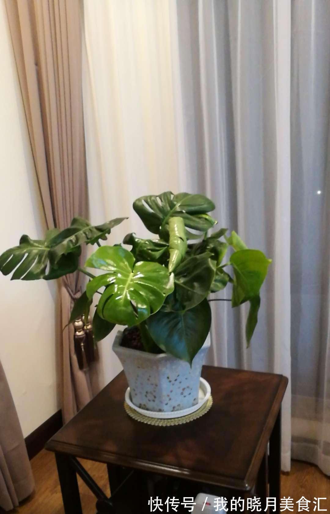 十种健康花,适合现在养,人养花花亦养人,越养空气越“干净”