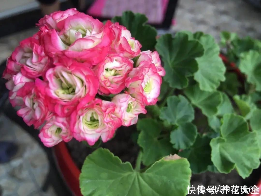 抗病、不招虫的天竺葵，屋里养一盆，开花一茬接一茬