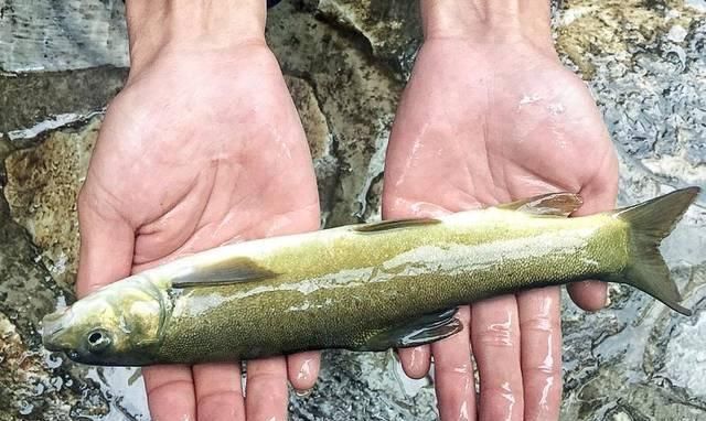 土豪|农村河里5种美味淡水鱼,堪比长江刀鱼,吃过3种不是渔民,就是土豪