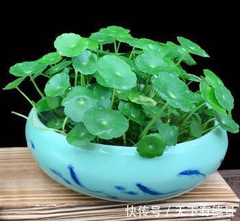 贵气|7种“有钱花”,贵气又大气,招财又旺财,人见人爱