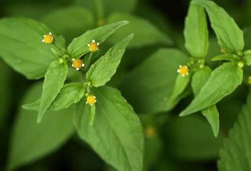  牛膝菊|国外泛滥成灾，到国内却成美食，吃火锅离不开，还要人工栽种