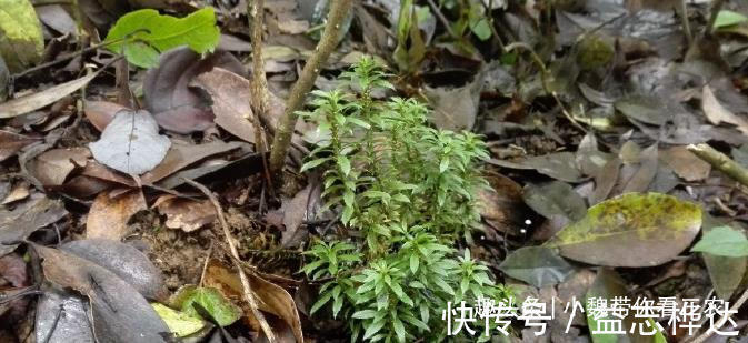 千层|农村山上1种“蛇足石杉”,跌打驳骨药,见到别不认识,市价300元