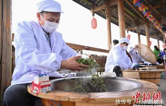  广西侗乡20万亩早春茶立春开采