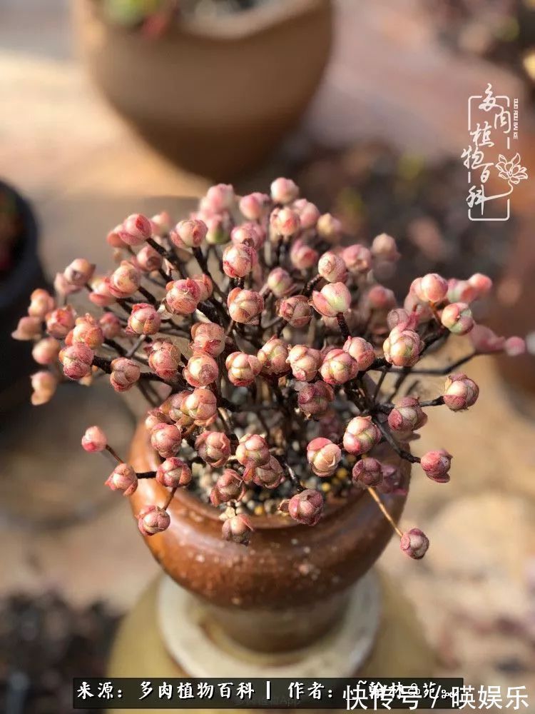 多肉植物|多肉花园梦青春正好，梦想趁早，别坐等自己变老！