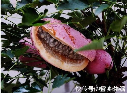 雌性激素|身体差的人要坚持吃三物,淡化色斑,促进食欲,改善肤质,气色好