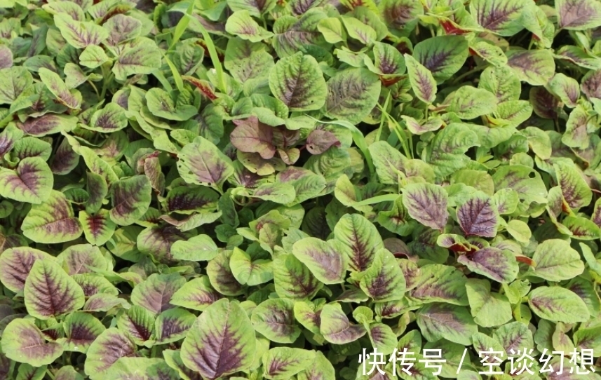 长寿菜|这种野菜一身都是宝,农民总是吃叶子,却不知根的价值才最高!